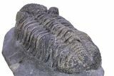 Prone Phacopid (Drotops) Trilobite - Issoumour, Morocco #381138-3